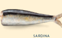 sardina,conserva de sardina