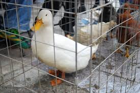 maltrato animal yucatan, maltrato animal en yucatan, denuncian maltrato animal yucatan